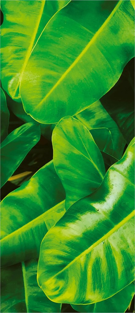 Matrica Fotótapéta Zamatos zöld Levelek trópusi paradicsom oázis 91x211