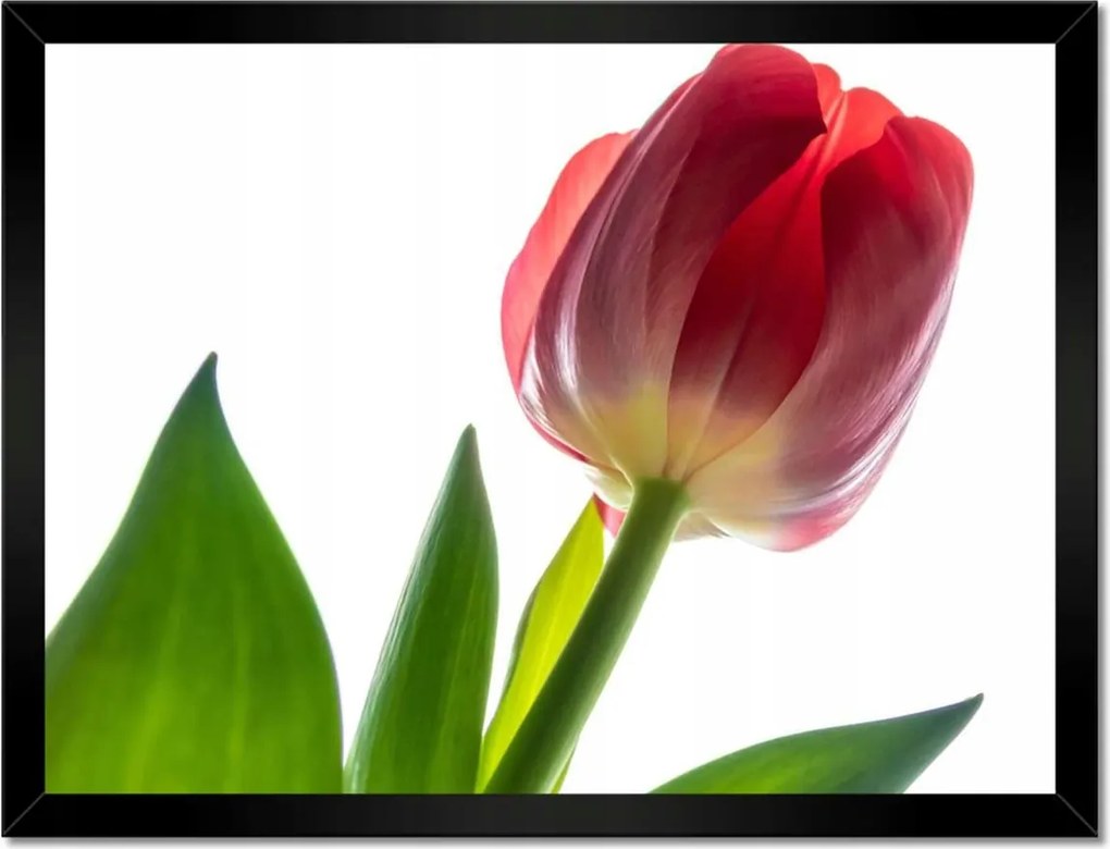 Poszter keretben 40x30 Piros tulipán virág
