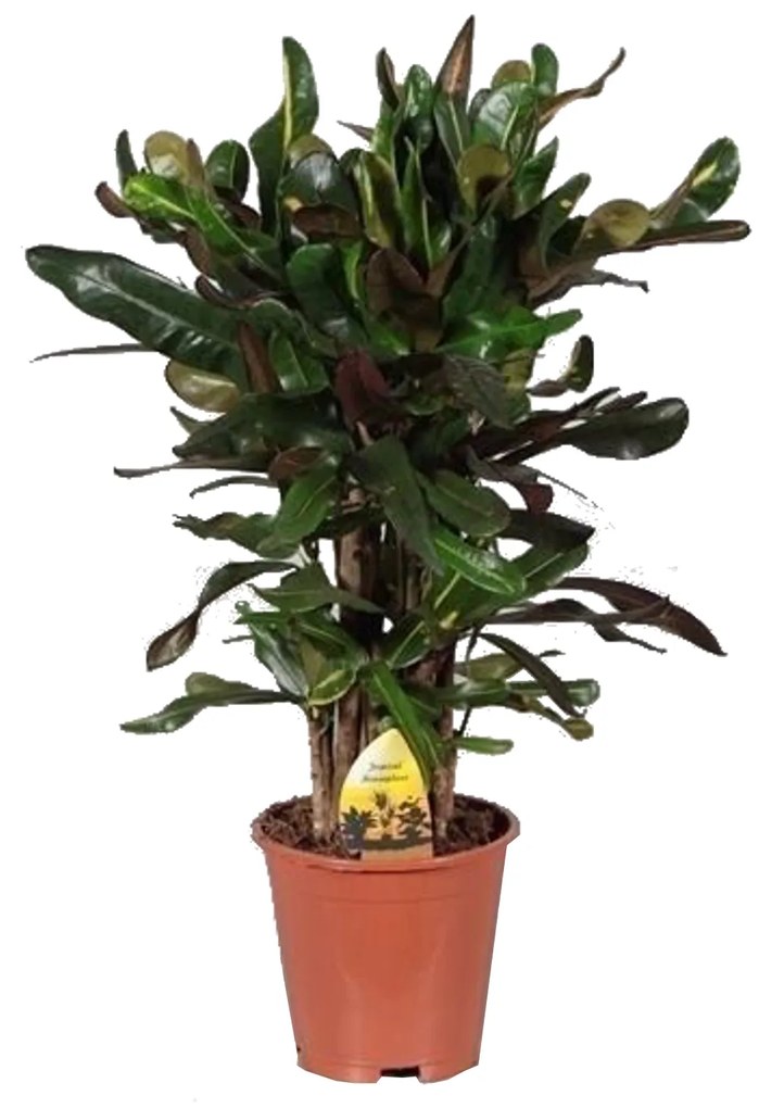 IBH KROTON CSAVART LEVELEKKEL (CROTON MAMMY) 65 CM