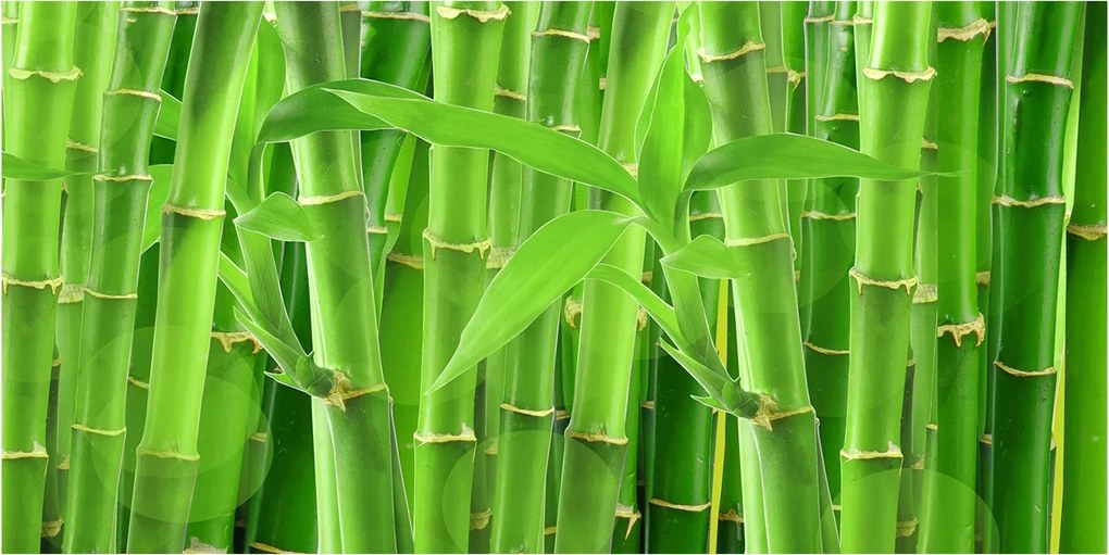 Fotótapéta falra edzett üveg Bambuszok 140x70