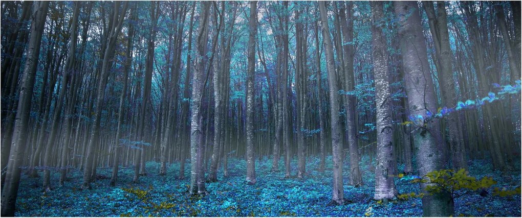 Kép - varázslatos erdő (120x50 cm)