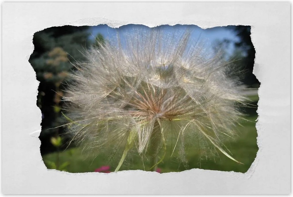 Poszterek 120x80 Pitypang Virág Virágok