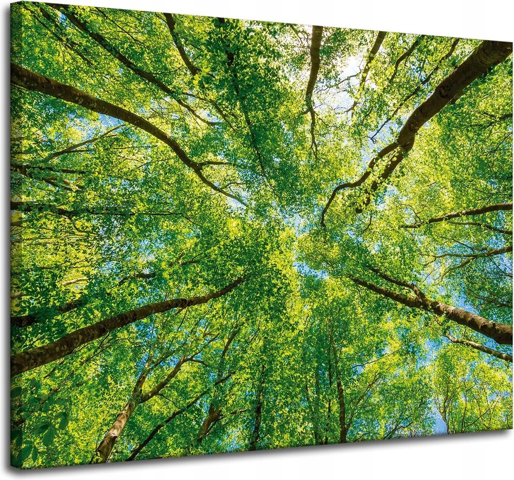 Vászonkép Fák Levelek Természet Erdő Tavasz 100x80 cm