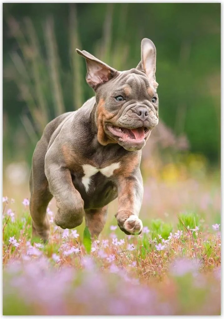 Poszterek 70x100 Kutya Kutyák