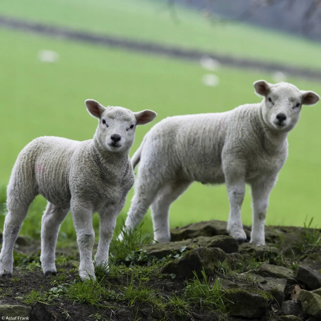 Poszter 20x20cm Két bárány áll a mezőn, Assaf Frank