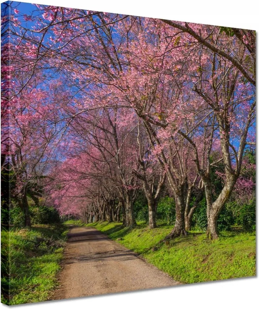 Vászonkép 30x30 Virágzó cseresznye