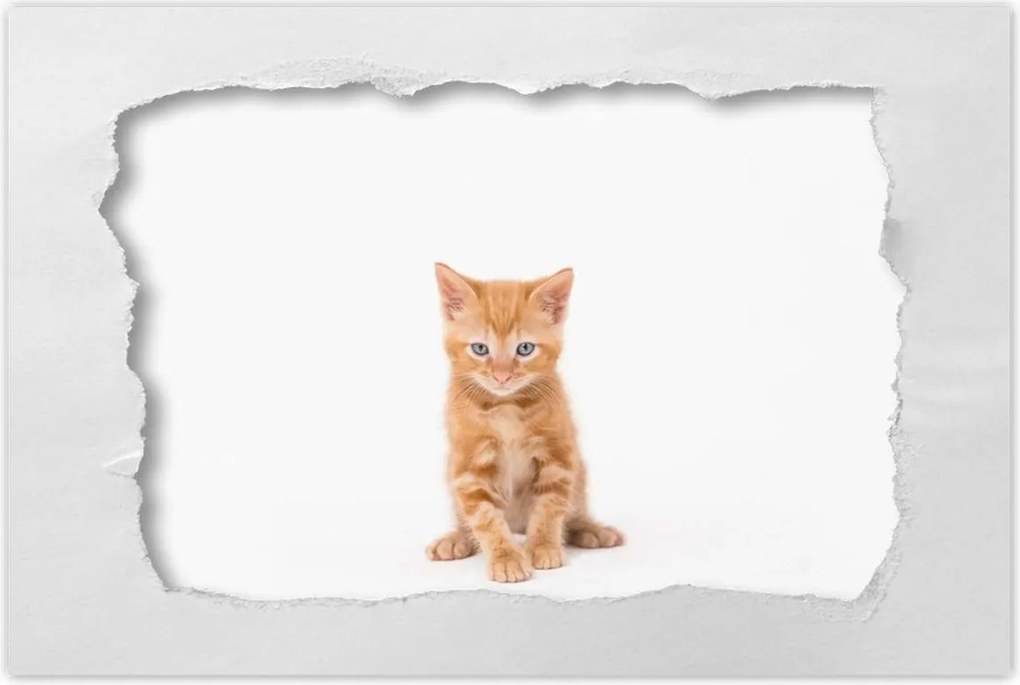 Poszterek 90x60 Cica Cicák