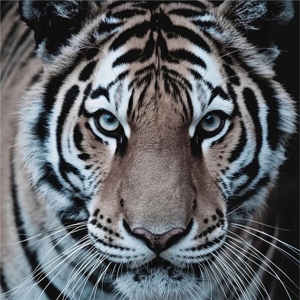 Divatos Flizelin tapéta 3D fali ragasztóval Tigris portré 250x250 Ragasztó