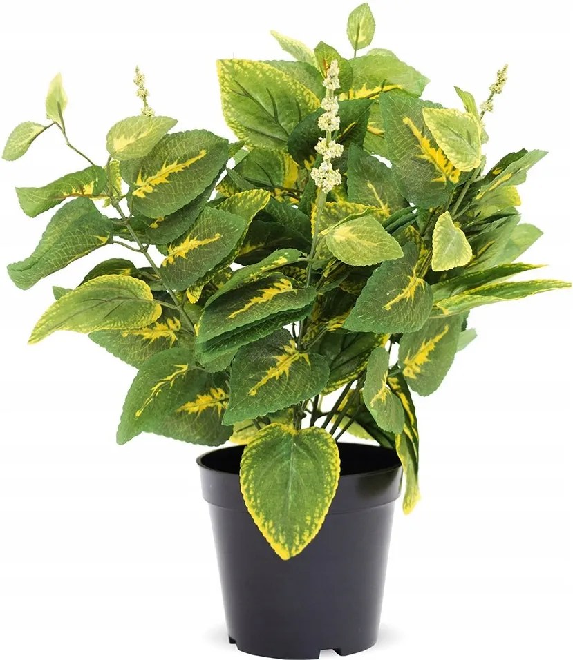 Műnövény Csalán Cserépben 40cm Koleus