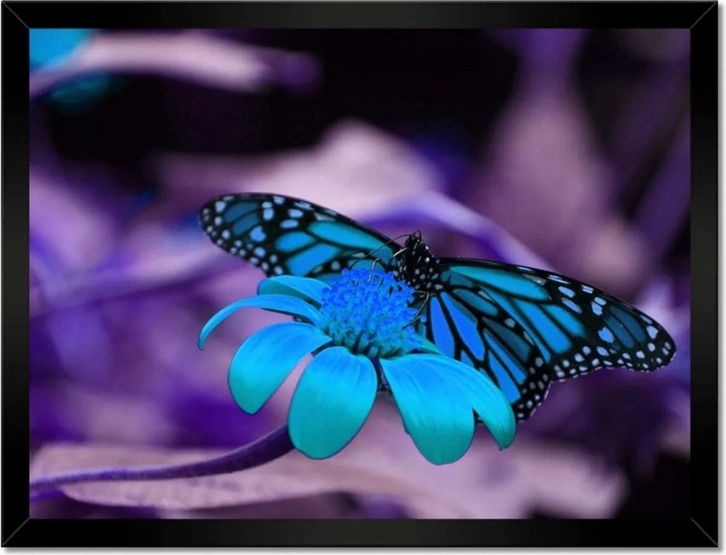Poszter keretben 40x30 Kék pillangó
