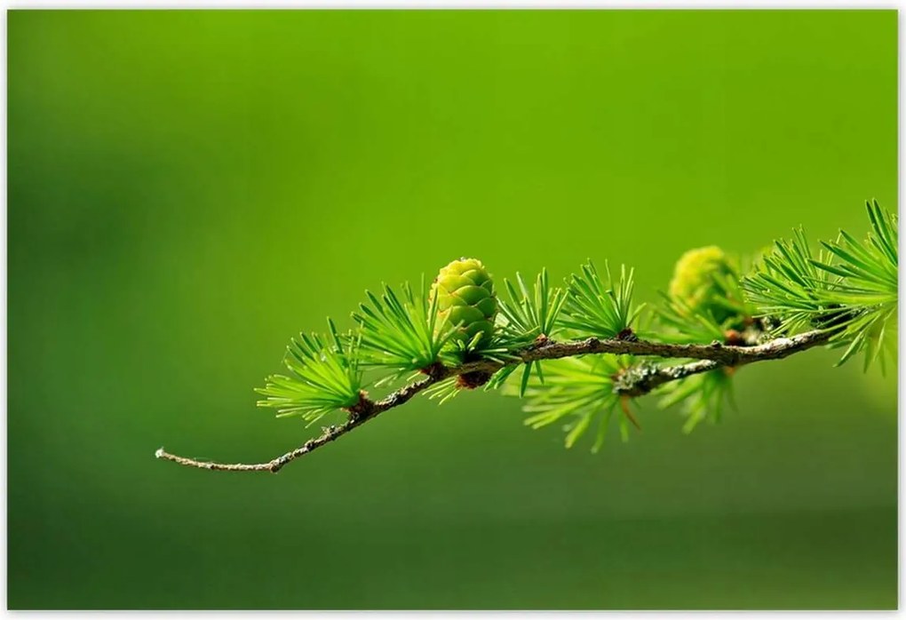 Poszterek 155x105 Fa Fák Kilátás