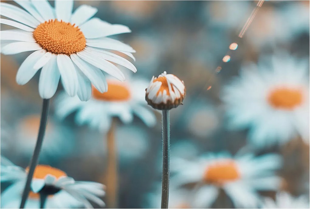 Fali fotótapéta Étkezőbe Kamilla finomság 104x70