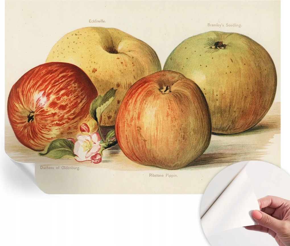 Dekoratív öntapadós fotótapéta Hálószobába Alma virágok 312x219 cm