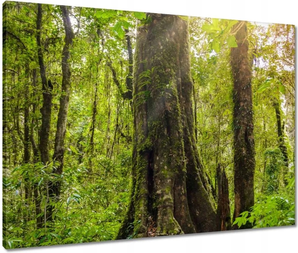 Vászonkép 80x60 Gyalogtúra