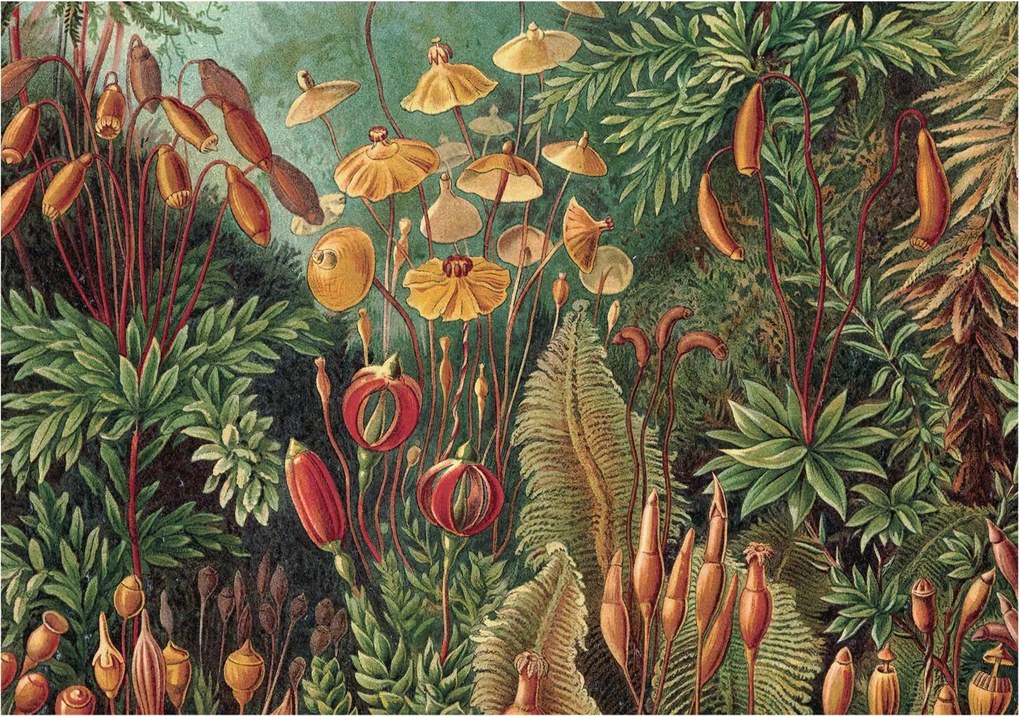 Tapéta Flizelin Falfestmény Prémium Egzotikus kert 312x219 Ragasztó