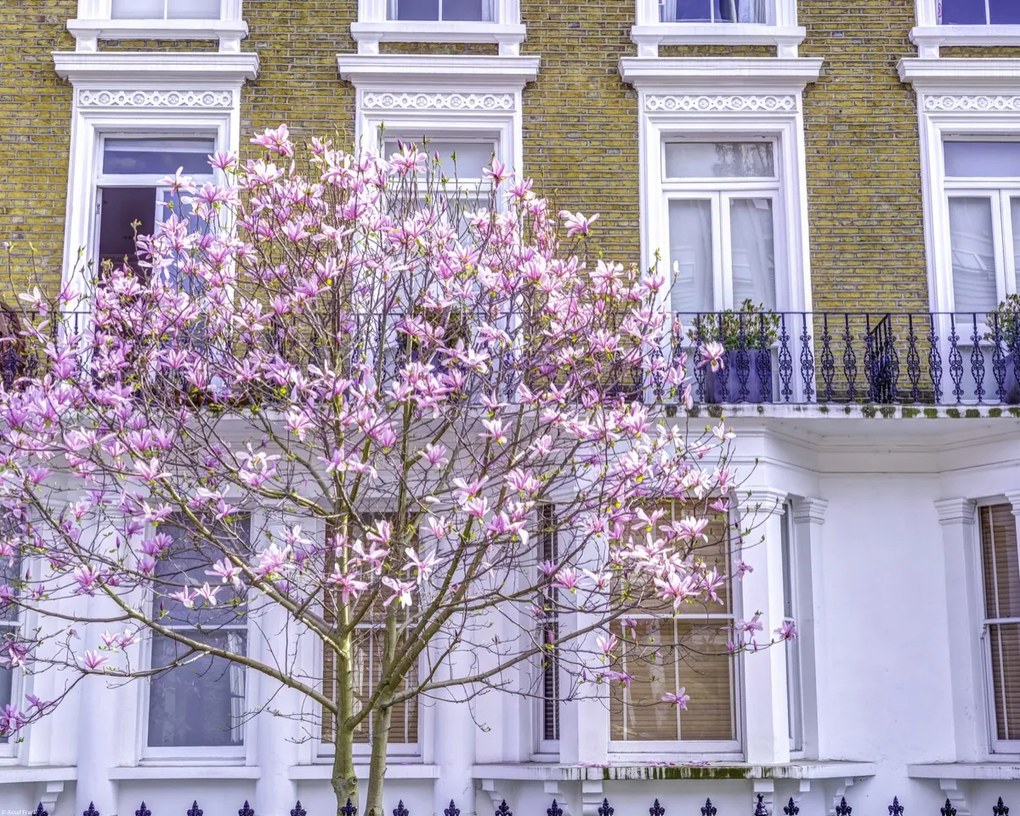 Poszter 50x40cm Magnóliafa a londoni ház előtt, Assaf Frank