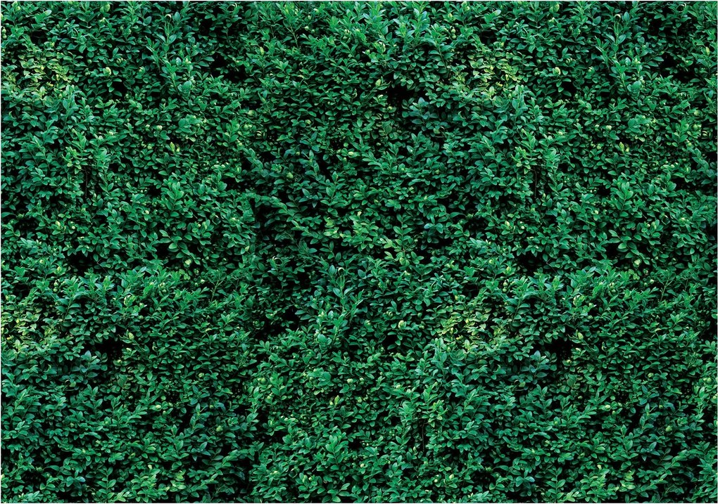 Flizelin fotótapéta Zöld levelek Dzsungel Trópusi oázis 312x219 +ragasztó