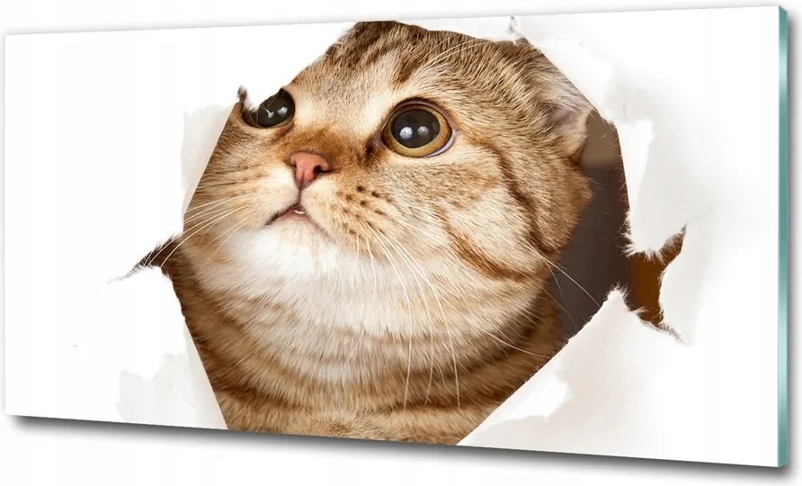 Fotó-kép fotó edzett üveg macska 125x50