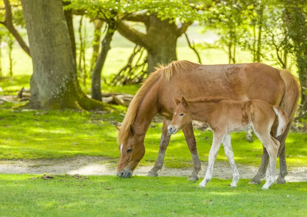 Poszter 84,1x59,4cm Ló és csikó 3, Assaf Frank