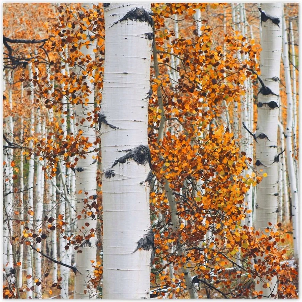 Poszterek 30x30 Őszi táj Nyírfa