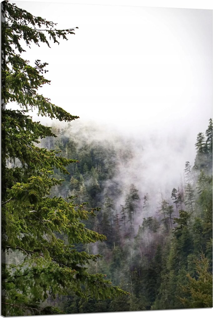Vászonkép Természet Ködös fák 80x120 cm