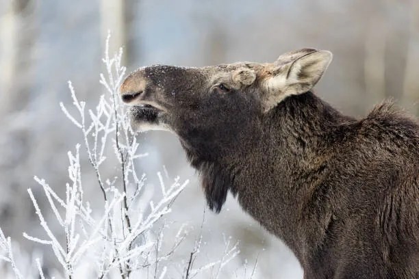 Fotográfia Moose (Alces alces), DamianKuzdak