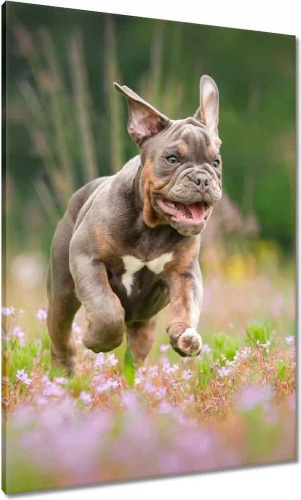 Vászonkép 70x100 Kutya Kutyák