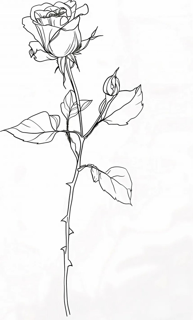 Poszter 20,5x28,4cm Rózsa kontúr