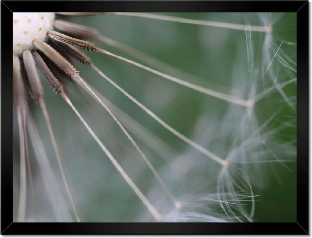 Poszterek keretben 40x30 Pitypang Virág Virágok