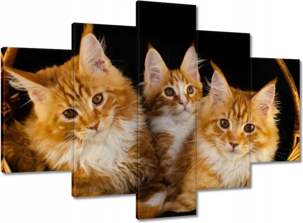 Vászonkép 150x105 Csodaszép vörös cicák