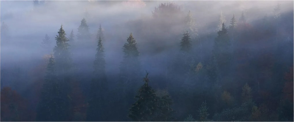 Kép - erdő a ködben, Carpathians, Ukraina (120x50 cm)