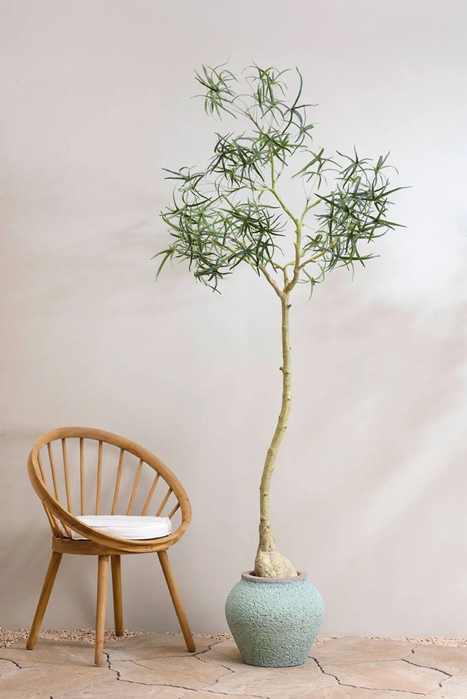 Pottery Pots Realisztikus műfa Queensland palackfa, több méretben - PotteryPots méret: H - ø 50 cm | m. 200 cm