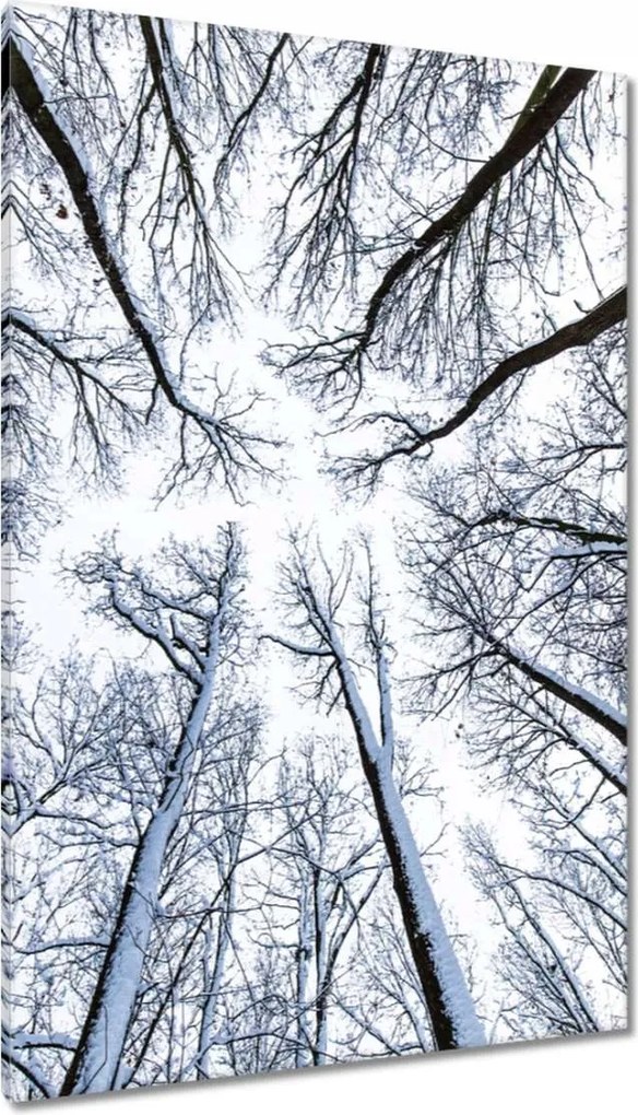 Vászonkép 80x120 Fa Kilátás