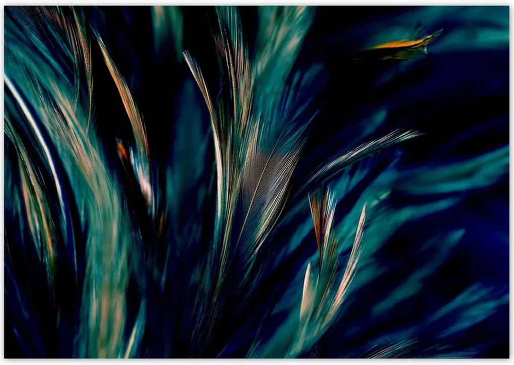 Poszterek 100x70 Puha pávatollak