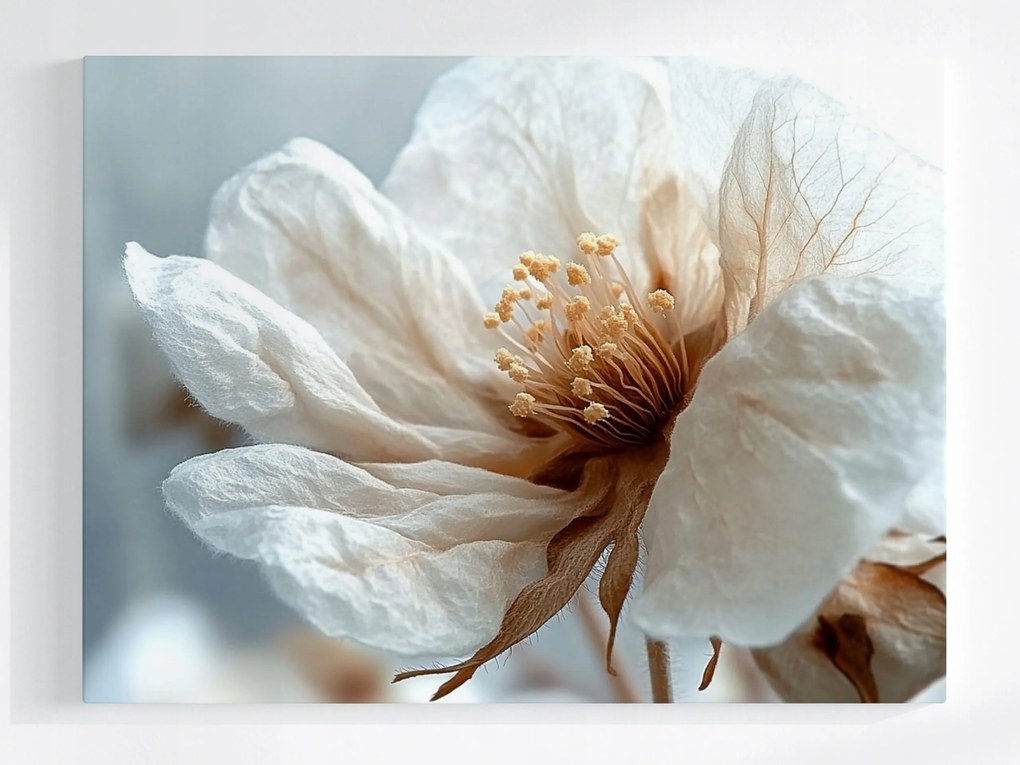 Poszter Fehér Virág Makró Minimalizmus Botanika 80x60