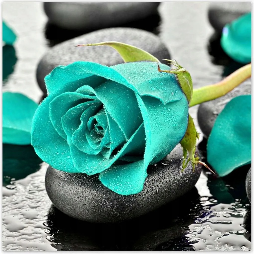 Poszterek 100x100 Türkiz rózsa