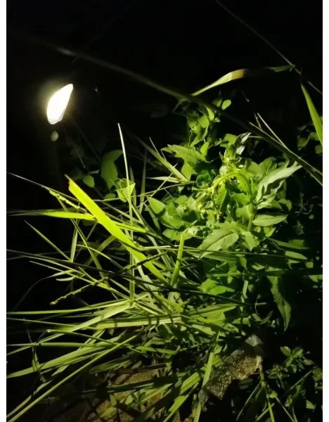 Immax 08502L - LED napelemes lámpa szenzorral LED/1W/3,7V 6000K IP65