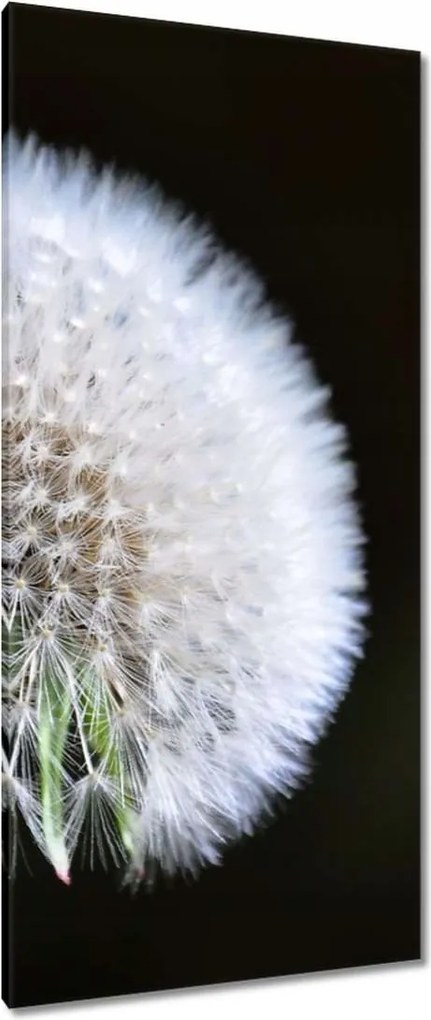 Vászonkép 55x115 Pitypang Virág Virágok