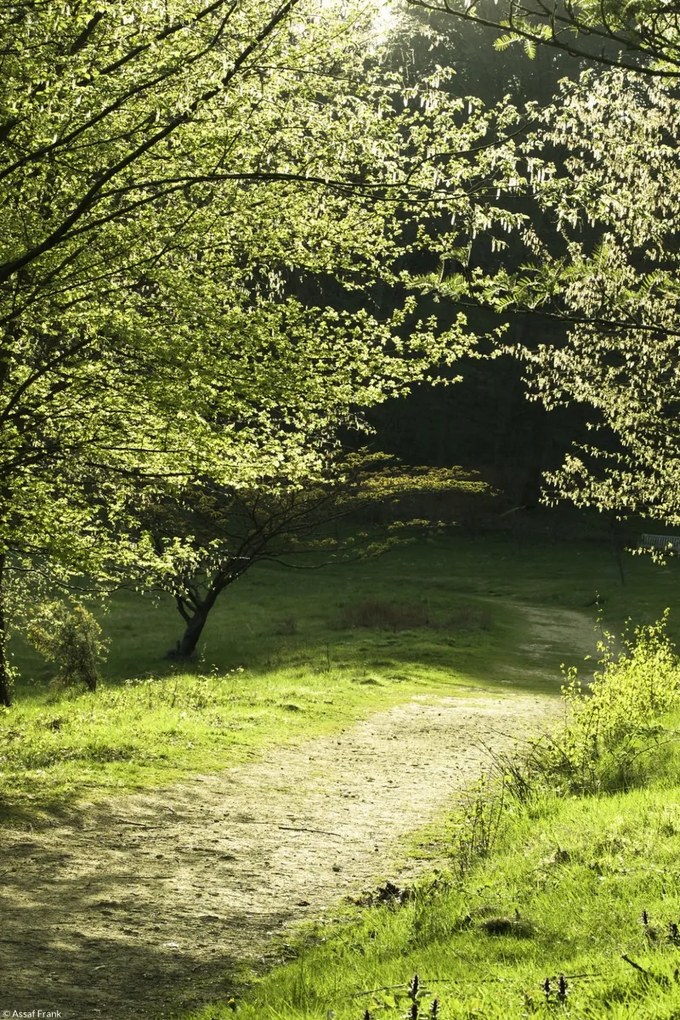 Poszter 20x30cm Napfény a fák közötti ösvényen, Assaf Frank