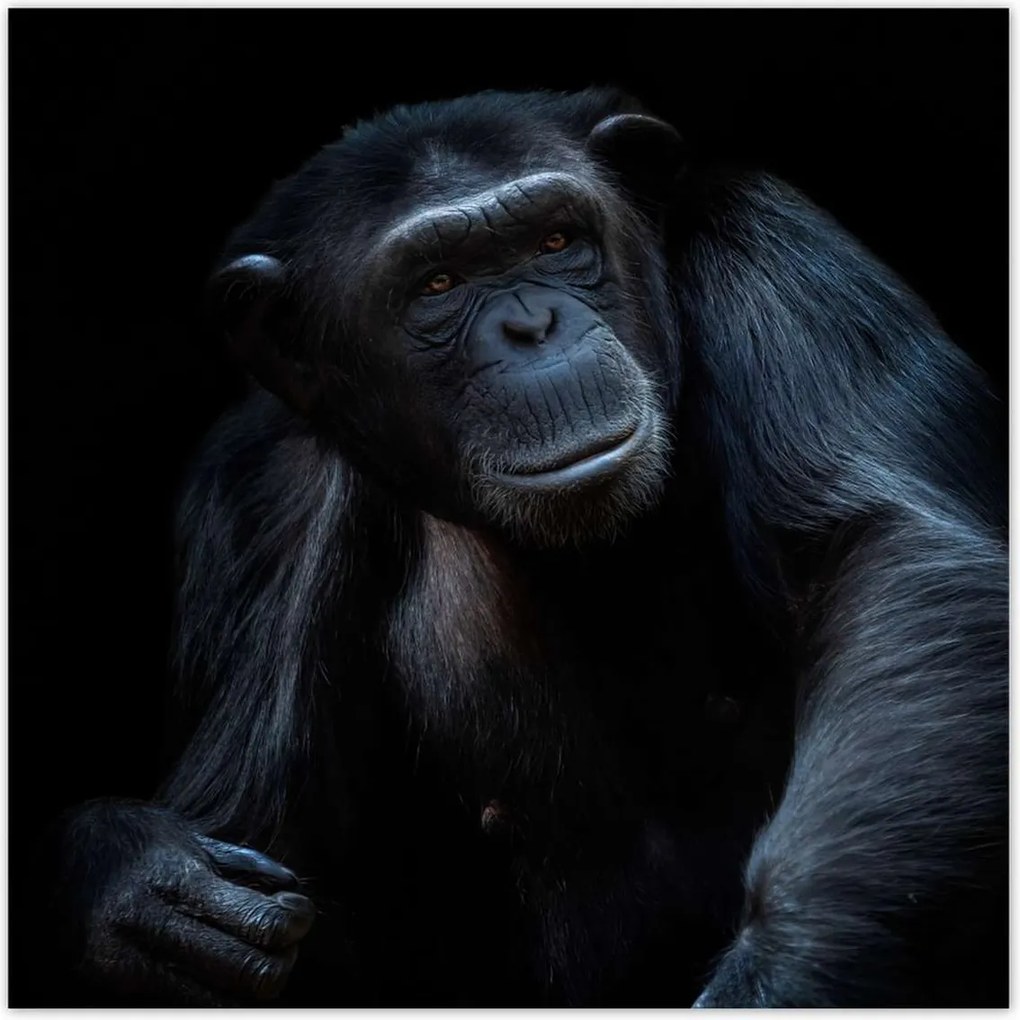 Poszterek 30x30 Egy erős csimpánz portréja