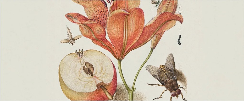 Dekoratív Fotótapéta Fali Fal Botanikus illusztráció 250x104