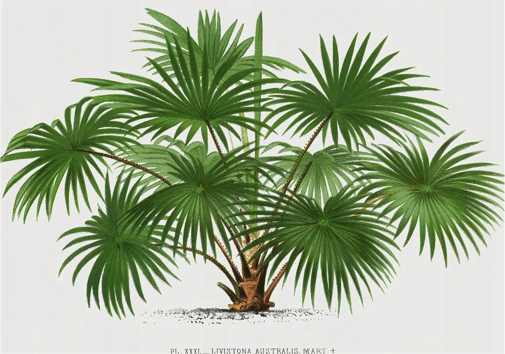 Design fotótapéta Flizelin falra Egzotikus minta 208x146 Ragasztó