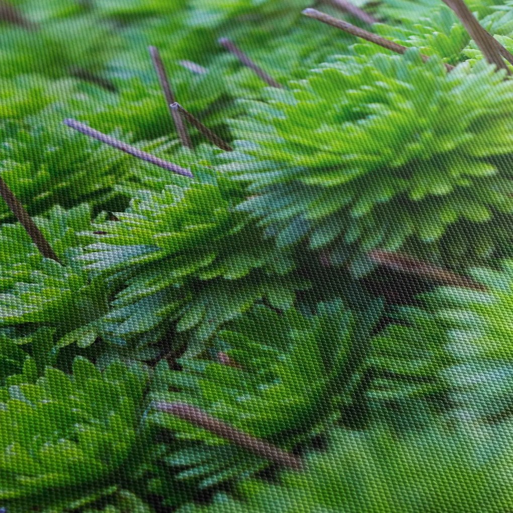 A pozsgás növények képe (120x50 cm)