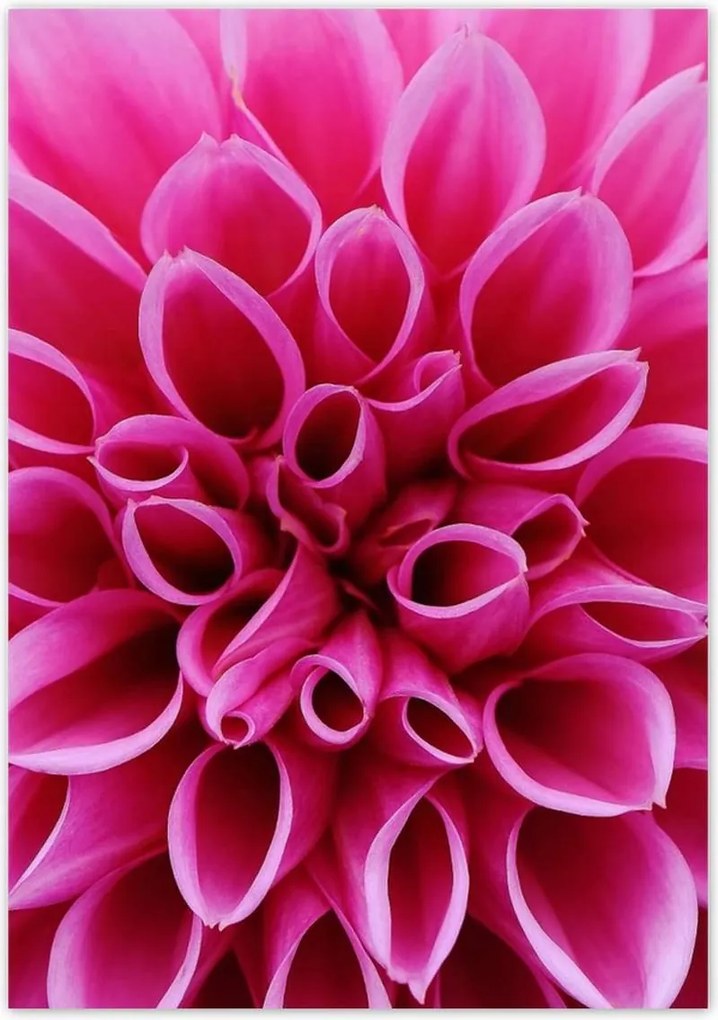 Poszterek 70x100 Liliom