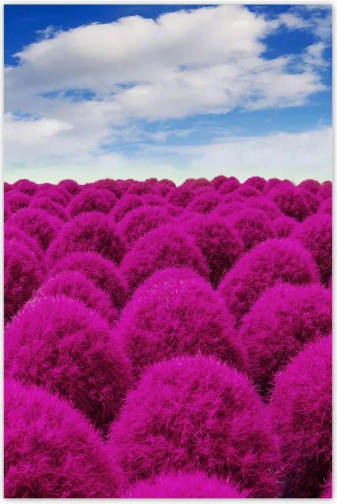 Poszterek 80x120 Kifejező rét Tájkép