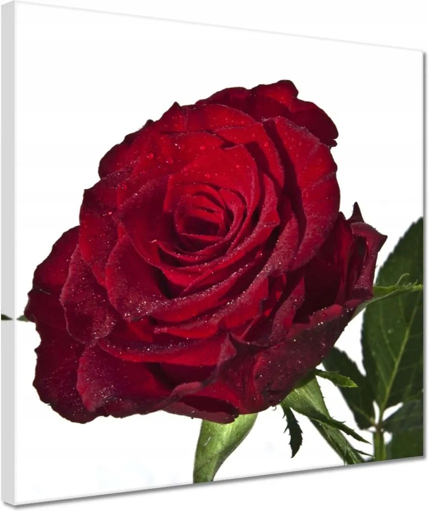 Vászonkép 30x30 Vörös rózsa fehéren