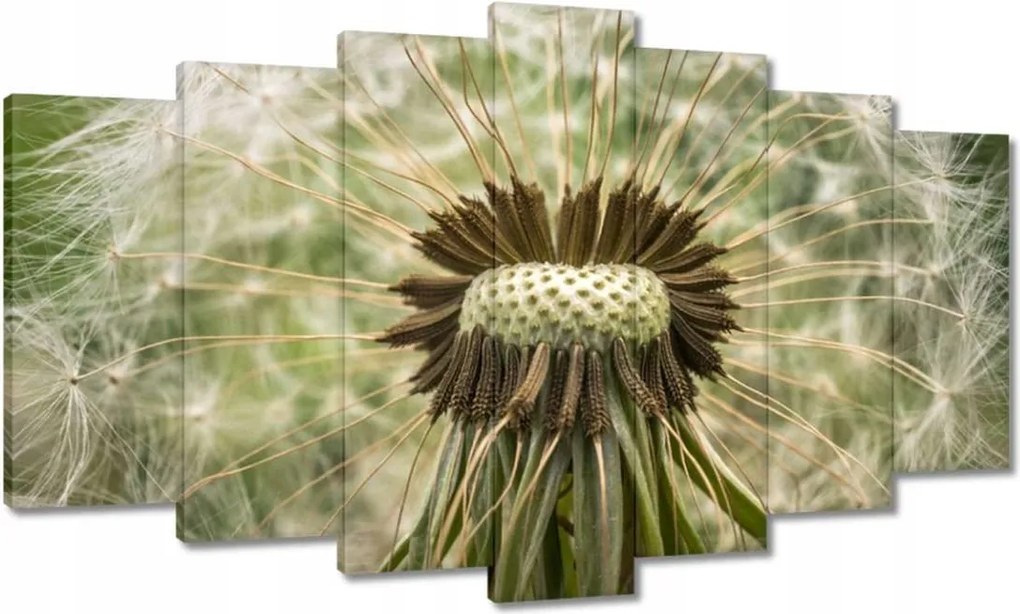 Vászonkép 140x80 Pitypang Virág Virágok