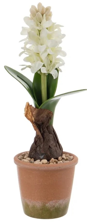 Műnövény (magasság 29 cm) Hyacinth – Ixia
