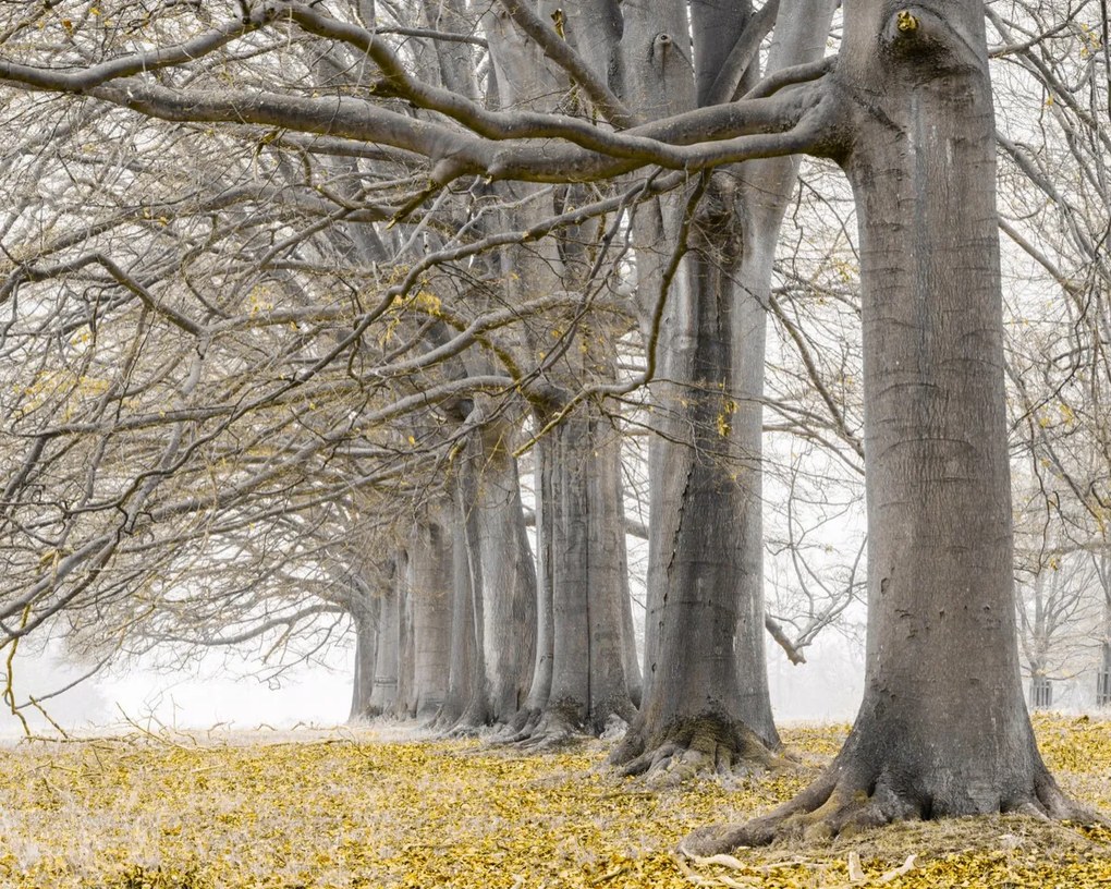 Poszter 50x40cm Fák egy sorban sárga levelek, Assaf Frank