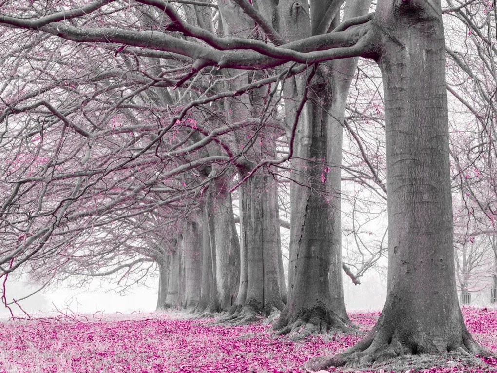 Poszter 40x30cm Fák egy sorban rózsaszín levelek, Assaf Frank